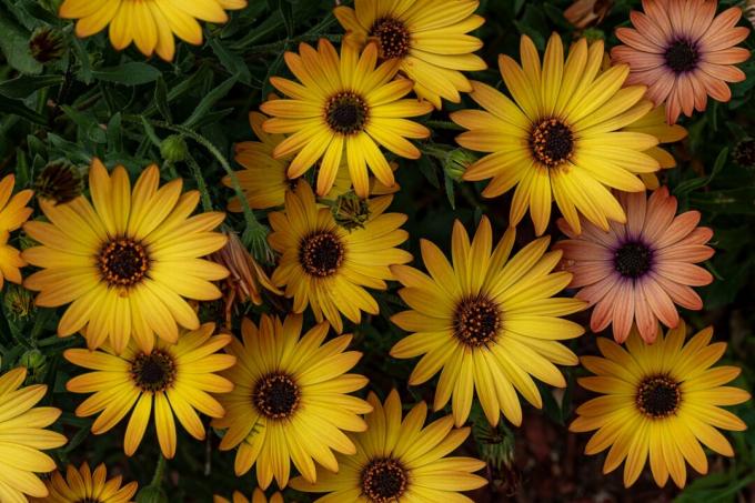 Прелепе боје Даиси у нашој башти, поглед под високим углом на жуте цветне биљке, Западни Пимбл, Нови Јужни Велс, Аустралија