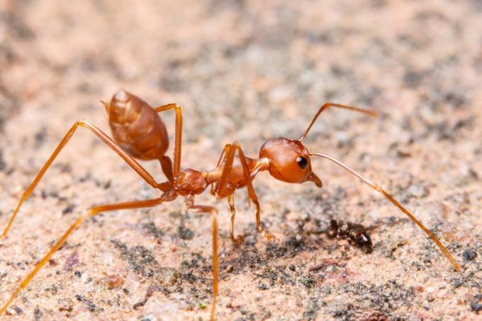 ჭიანჭველების ახლო ხედი მიწაზე