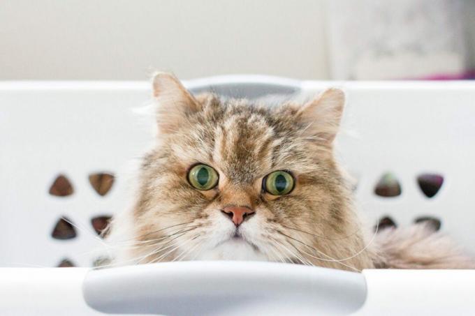 Retrato de um gato adulto de pêlo comprido, castanho, sentado dentro de um cesto de roupa suja branco