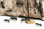 Enkle løsninger til at hjælpe dig med at slippe af med myrer for godt