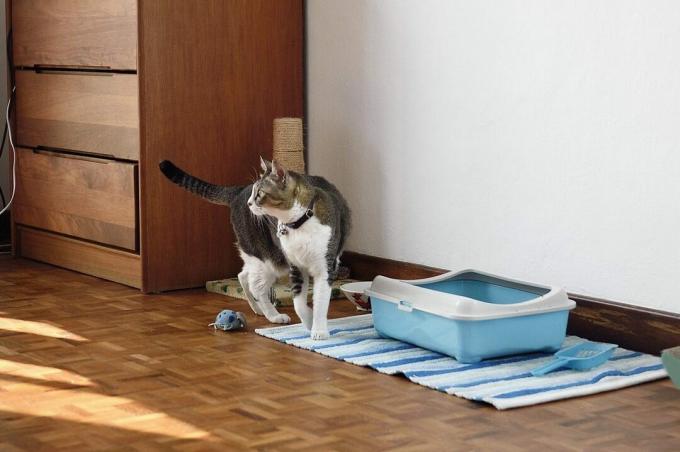 pisică lângă cutia de gunoi în dormitor