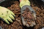 Kako kompostirate z ličinkami črne muhe?