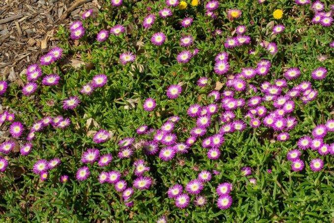 Una alfombra de flores moradas y blancas de una planta de hielo de 'fusión de higos' (delosperma)