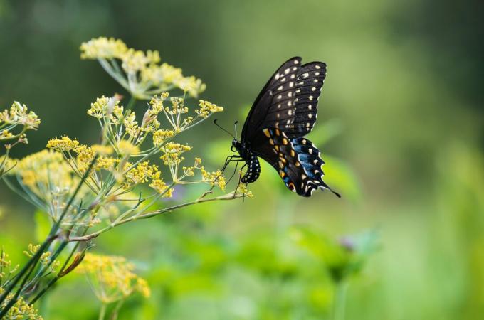 꽃이 만발한 딜 식물에 알을 낳는 검은 페타 나비