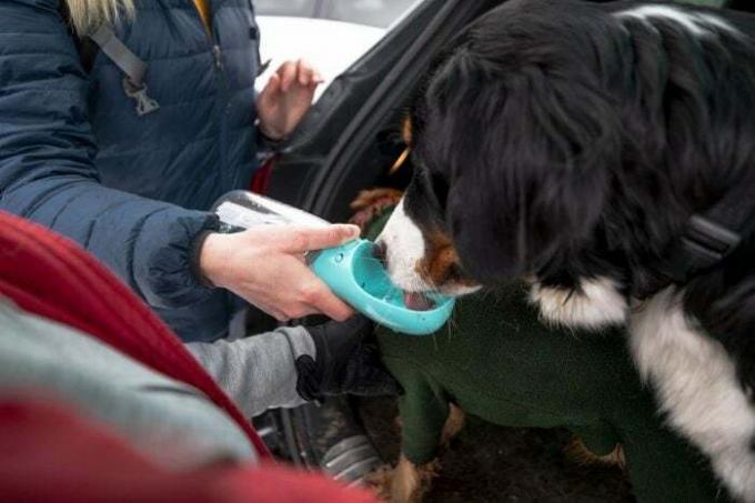 Pandangan dari atas bahu pasangan wanita yang tidak dikenal berjalan-jalan dengan anjing mereka untuk bisnis jalan-jalan anjing mereka. Mereka memberi anjing-anjing itu air minum dari mangkuk air portabel saat mereka bersiap-siap untuk berjalan-jalan di salju di Cramlington di cagar alam.