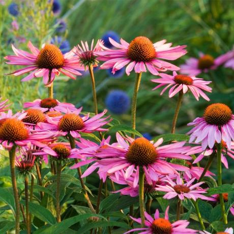 Gettyimages 522653112 보라색 Coneflower Clive Nichols