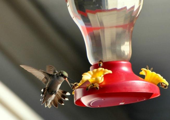 abelhas ao redor do alimentador de colibri