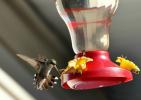 7 dabiski veidi, kā bites un skudras turēt prom no kolibri barotavām
