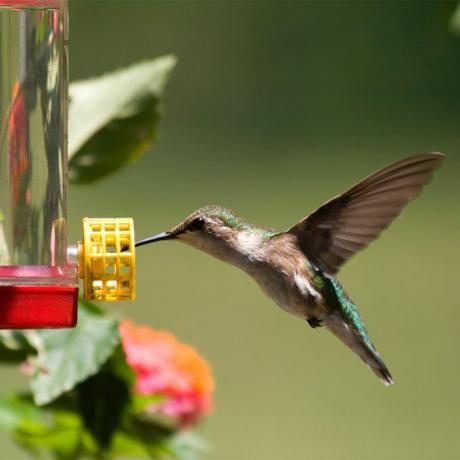 colibrì all'alimentatore