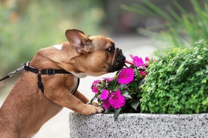 Lindo perro bulldog francés lamiendo y oliendo flores al aire libre