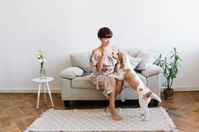 Señora bonita con pelo brillante jugando con perro beagle pasar tiempo en casa después del trabajo. Retrato de interior de lindo cachorro mirando a la encantadora joven que se sienta en el sofá.