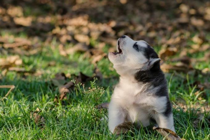 Schattige Siberische husky zittend en huilend op groen gras