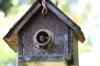 Vrabie de casă: păsări din curte cel mai puțin dorite