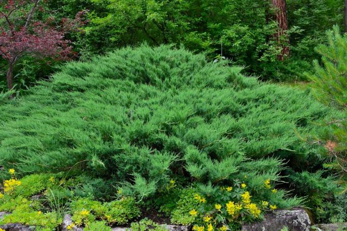 Grüner horizontaler Kosaken-Wacholderstrauch (lat. Juniperus sabina) im Steingarten