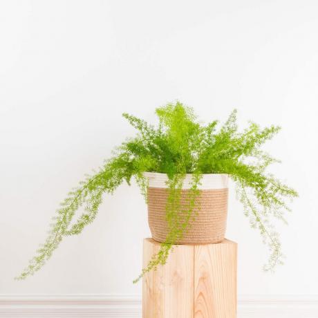 Asparagus Fern Gettyimages 972247932
