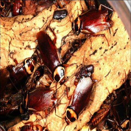 cucarachas australianas