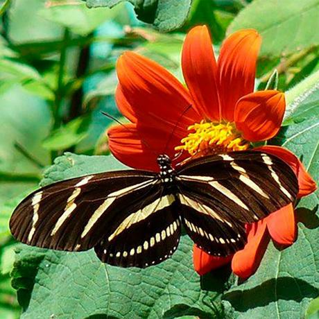tithonia üzerinde kelebek