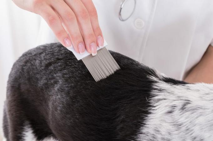 Ветеринар осматривает волосы собаки расческой