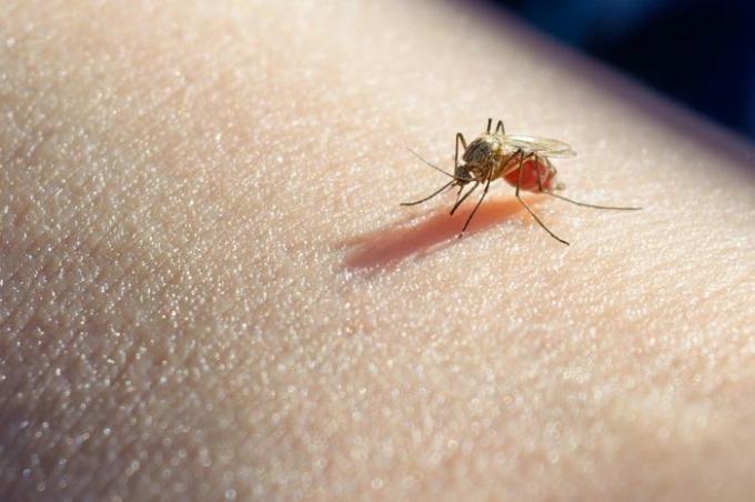 Mosquito chupó sangre en la piel humana. Temporada de mosquitos
