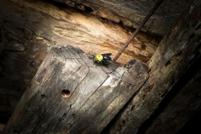 La abeja carpintera se estaba moviendo hacia su nido, ciclo de vida de la abeja carpintera.