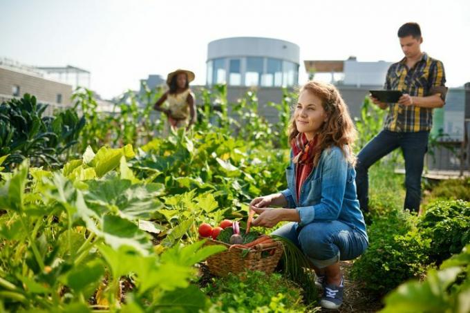 Venligt team, der høster friske grøntsager fra drivhushaven på taget