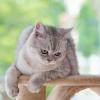 Cara Menjaga Kucing Anda Dari Konter: 10 Cara Teratas