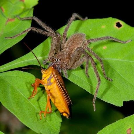 ragno che mangia insetto