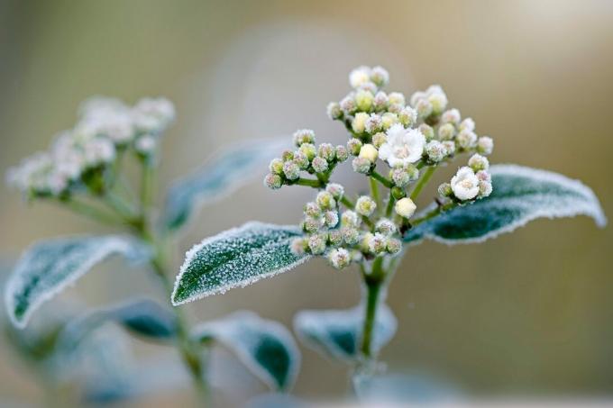 Nærbilde av Viburnum Tinus hvite blomster dekket av vinterfrost