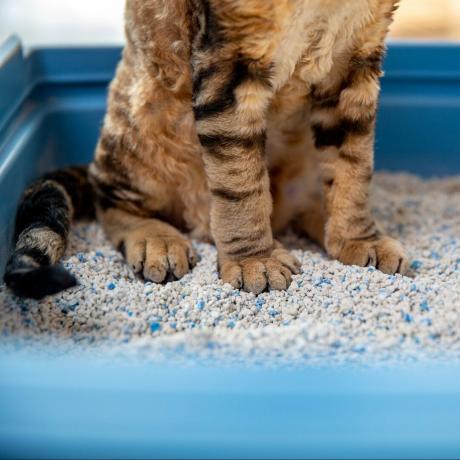 흰색 벤토나이트 모래가 있는 쓰레기통을 사용하는 데본 렉스 고양이